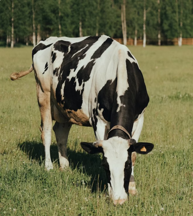 Black and white cow grazing on green grass in a field with trees in the background.