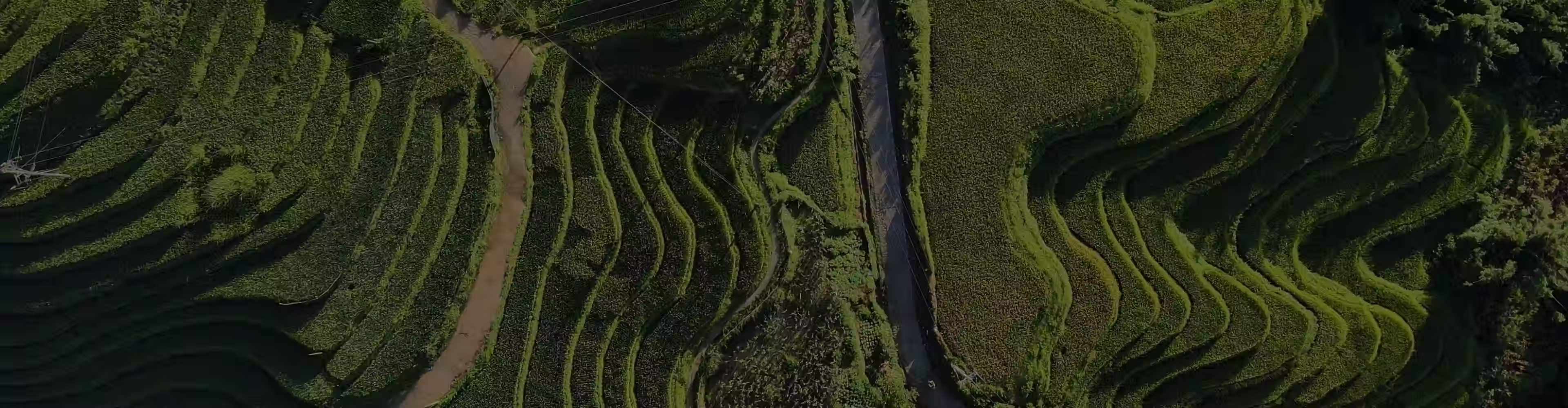 Aerial view of green terraced fields on hills divided by dirt paths.