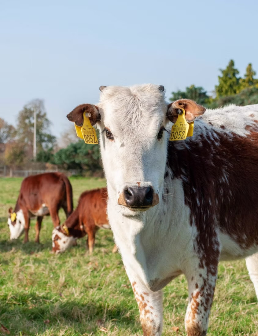 Close-up of a white and brown cow with yellow ear tags in a green field with other cows grazing.