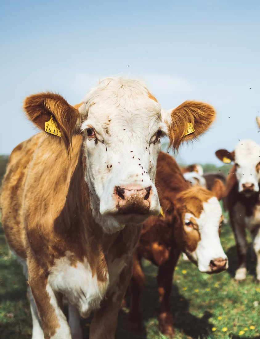 Brown and white cows standing on green grass under a clear blue sky with flies around them.