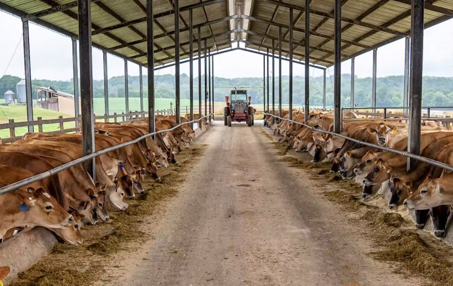Two rows of brown cows eating feed under a covered feedlot with a tractor in the background.