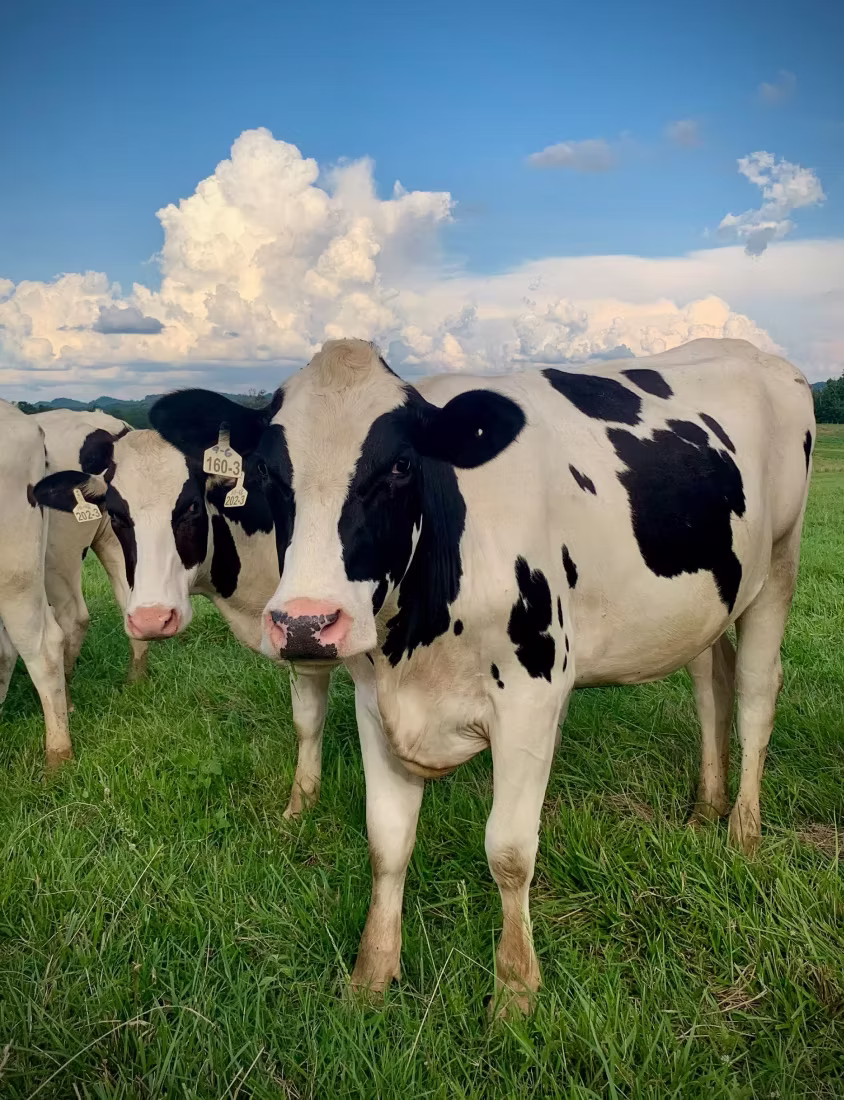 Black and white Holstein cows standing on green grass under blue sky with white clouds.