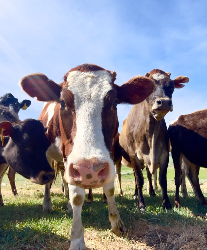 Close-up of a brown and white cow with other cows in a sunny grassy field under blue sky.