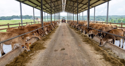 Two rows of brown cows eating feed under a metal roofed barn with a tractor in the background.