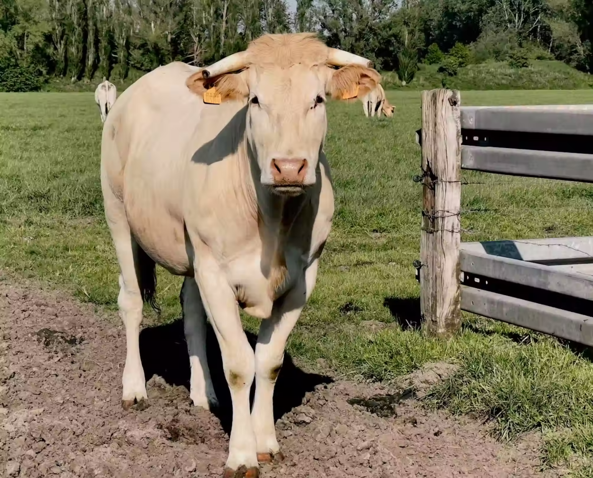 Light brown cow standing near a wooden post in a grassy field with trees in the background.