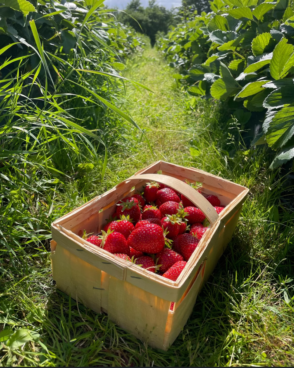 Wooden basket filled with fresh red strawberries on grass between strawberry plants.