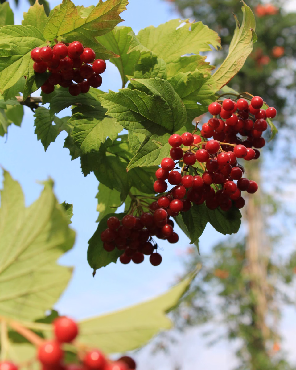 Clusters of small red berries hanging on green leafy branches against a blue sky.