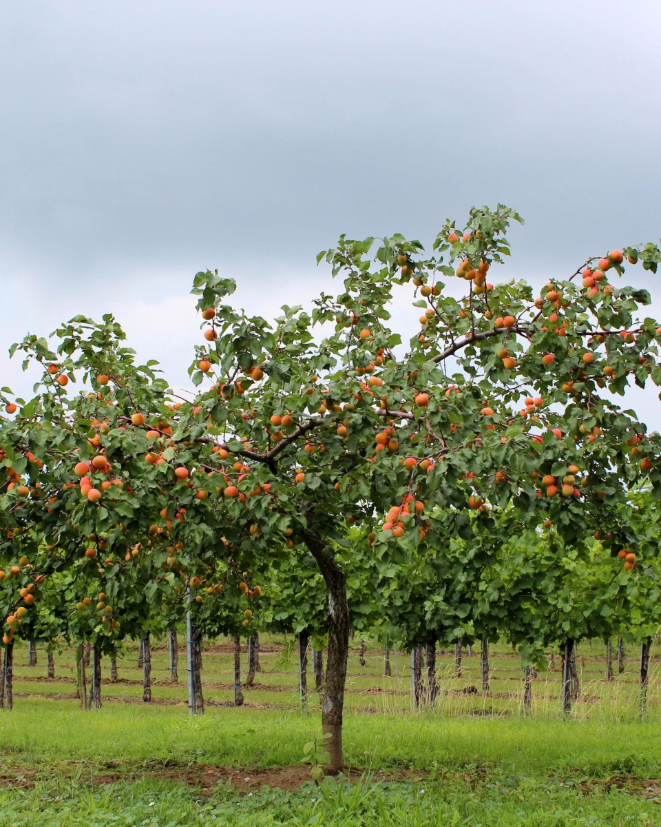 Small fruit tree laden with ripe orange fruits in a green orchard under a cloudy sky.