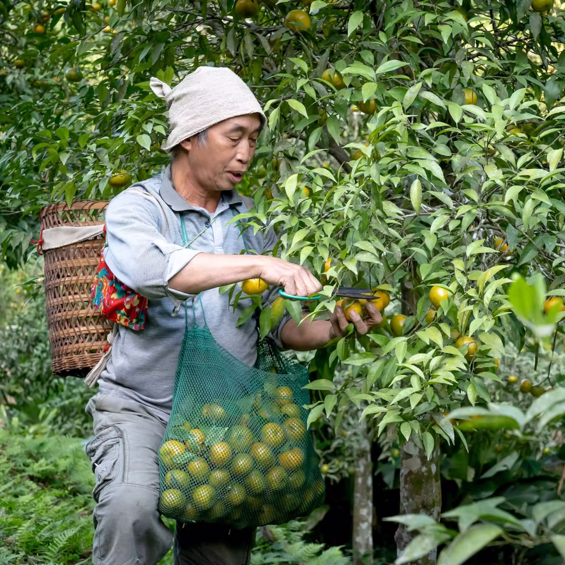 Man wearing hat harvesting ripe oranges from a tree into a green mesh bag in orchard.