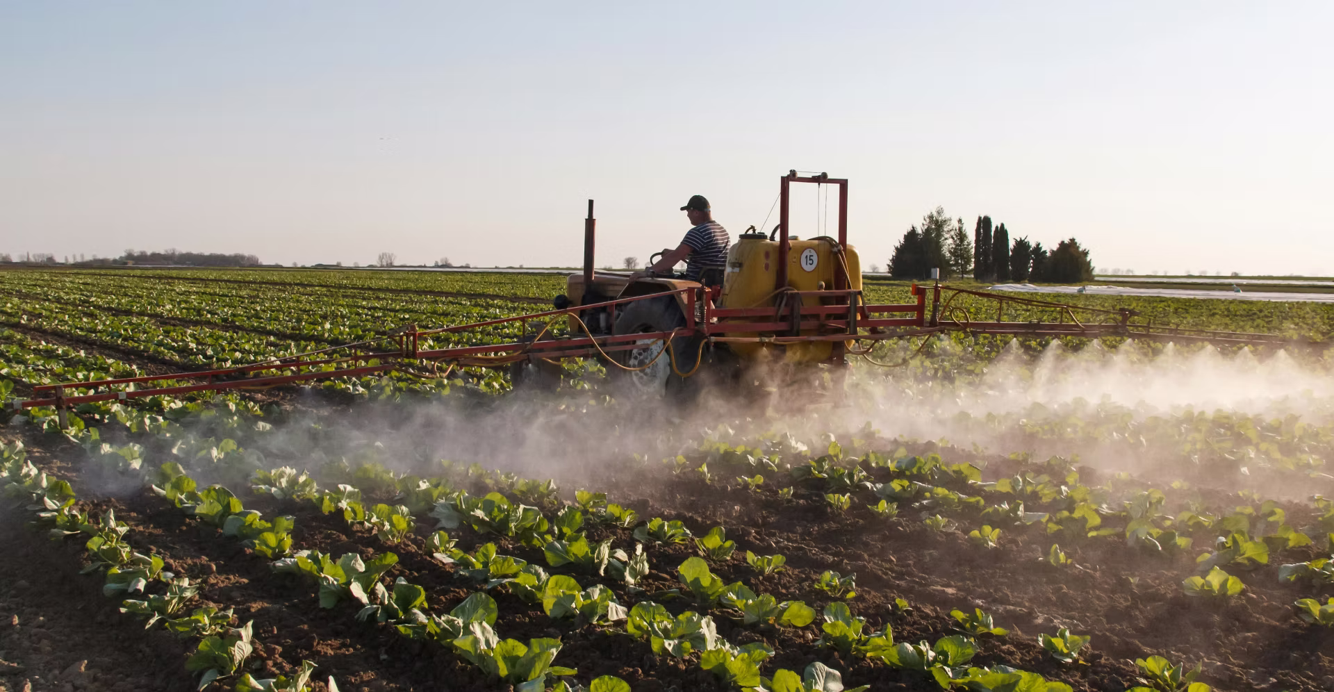 Farmer on tractor spraying crops with pesticide or fertilizer in a green agricultural field.