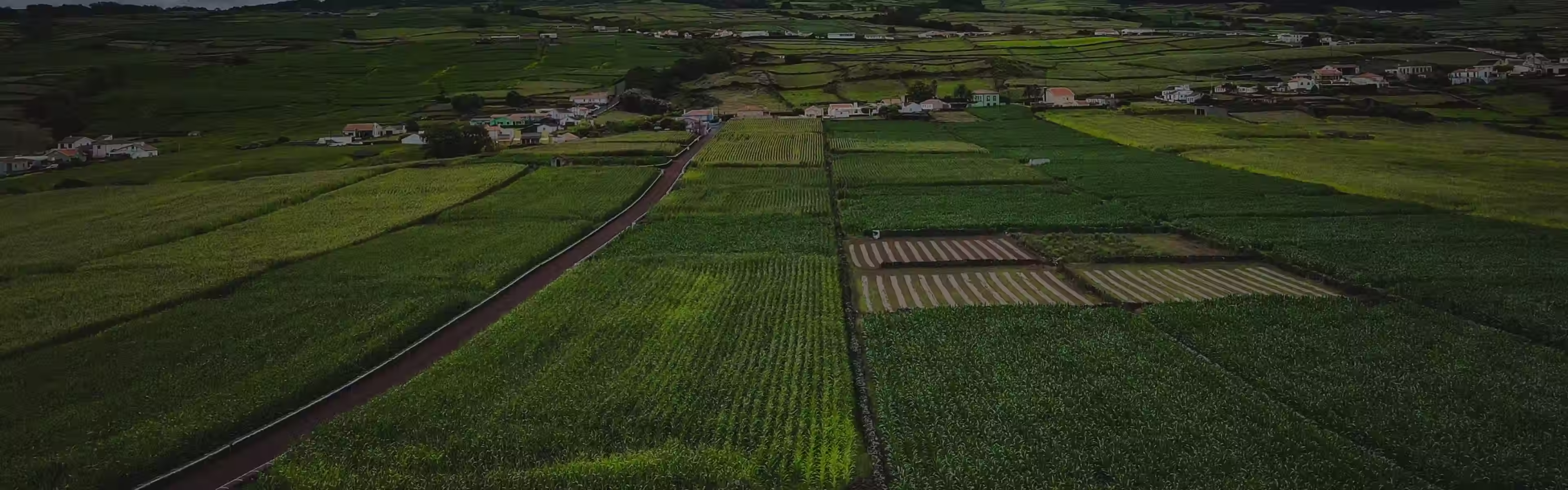 Aerial view of lush green farmland divided into parcels with a road and small houses in the background.