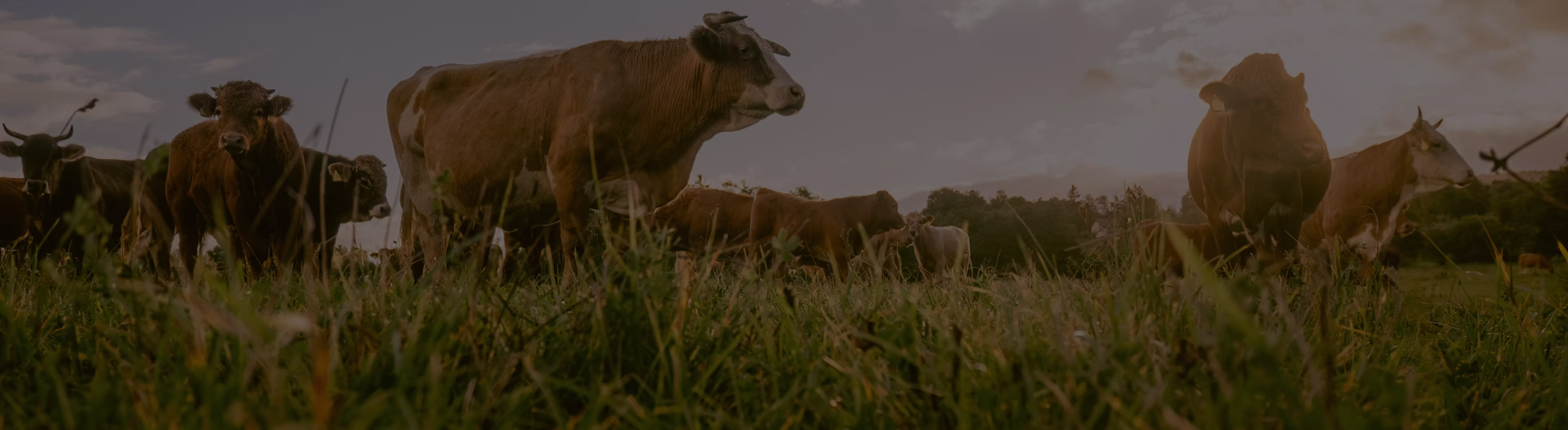 Brown and white cows standing and grazing in a grassy field under a cloudy sky at dusk.