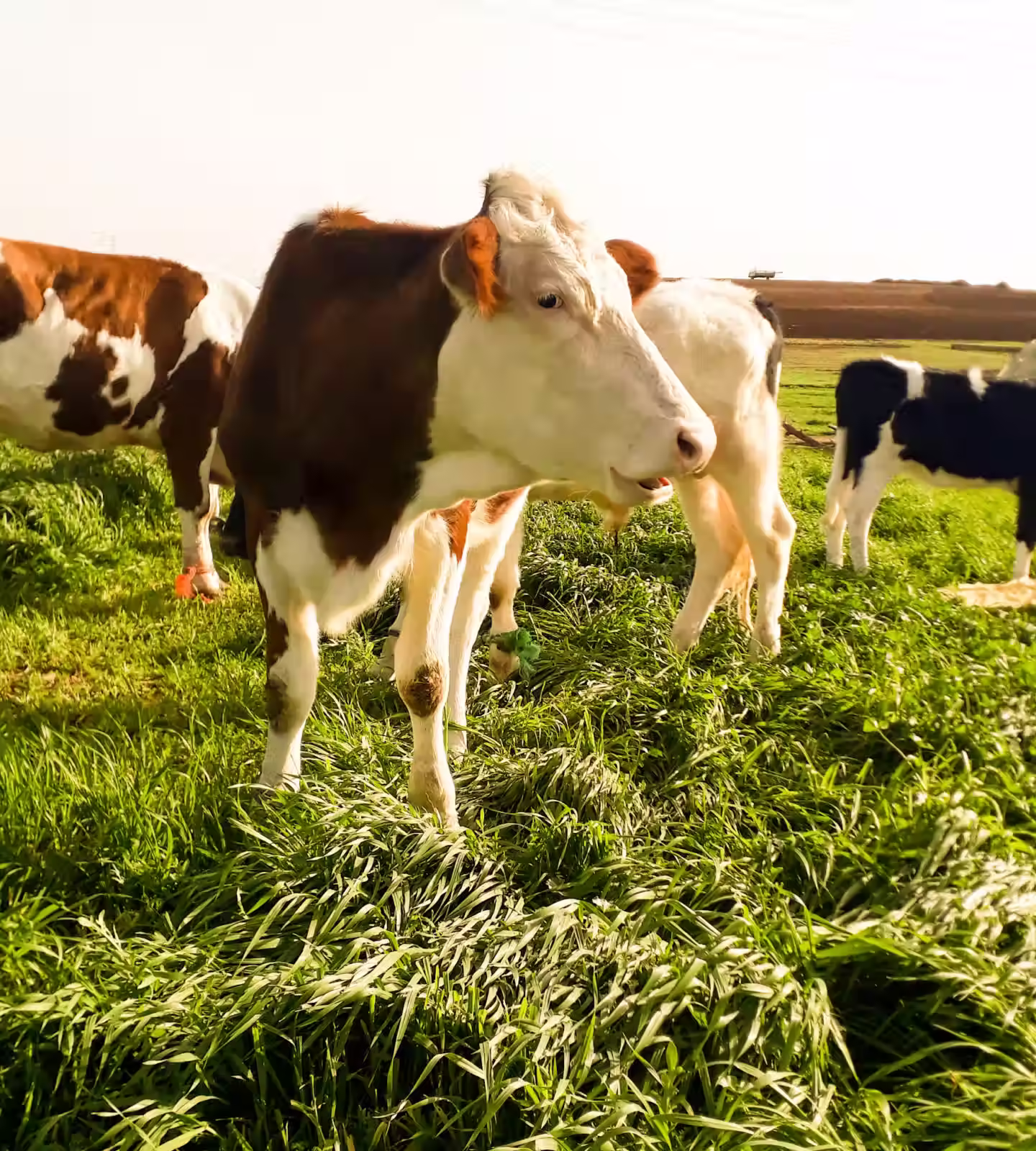 Brown and white cows grazing on green grass in a sunny open field.