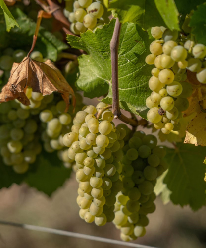 Clusters of green grapes hanging from a vine with green and brown leaves.