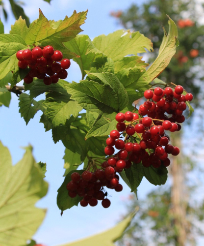 Clusters of red berries hanging among green leaves with a blue sky background.