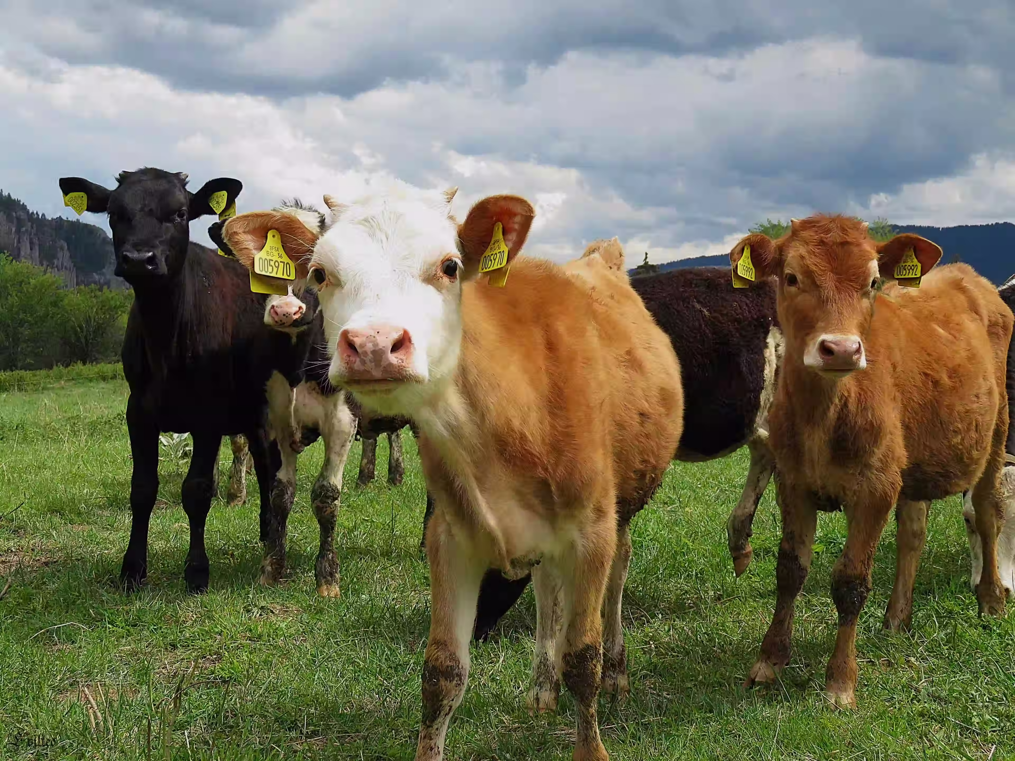 Young calves with yellow ear tags stand on green grass under a cloudy sky with hills in the background.