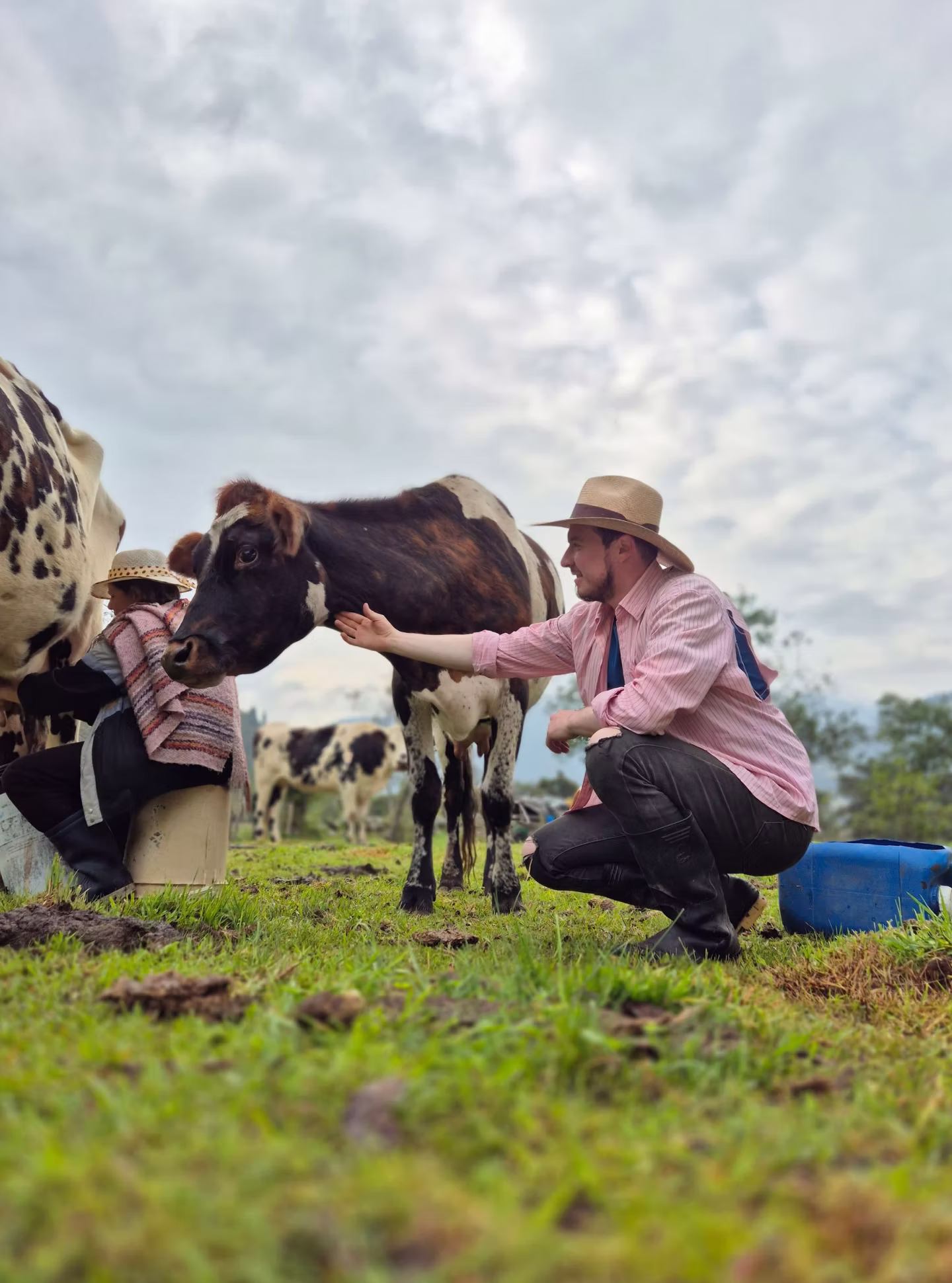 Cow firming