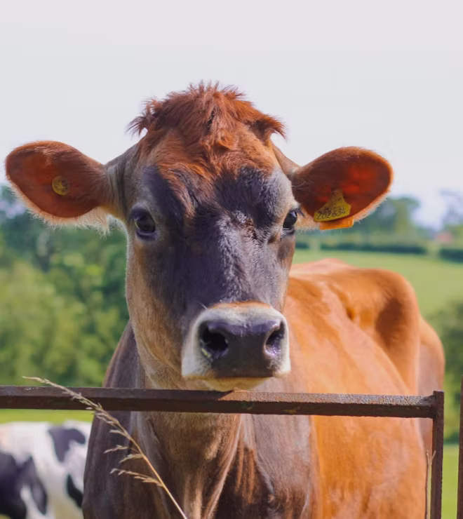 Cattle-farming