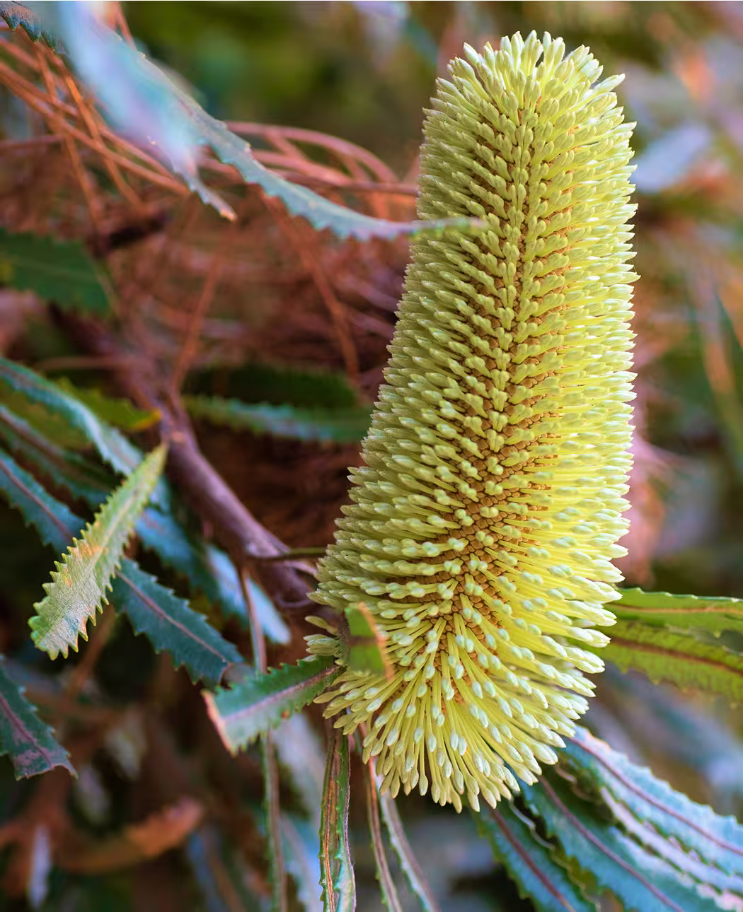 Close-up of small yellow flowers growing near rocks on dry ground with some wood chips.