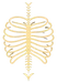 logo officiel OsteoSAP Steven Arango Osteopathe à Boulogne