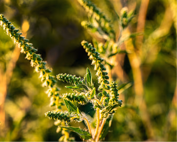 Zbliżenie zielonej rośliny pokrzywy z rozmytym tłem zieleni.
