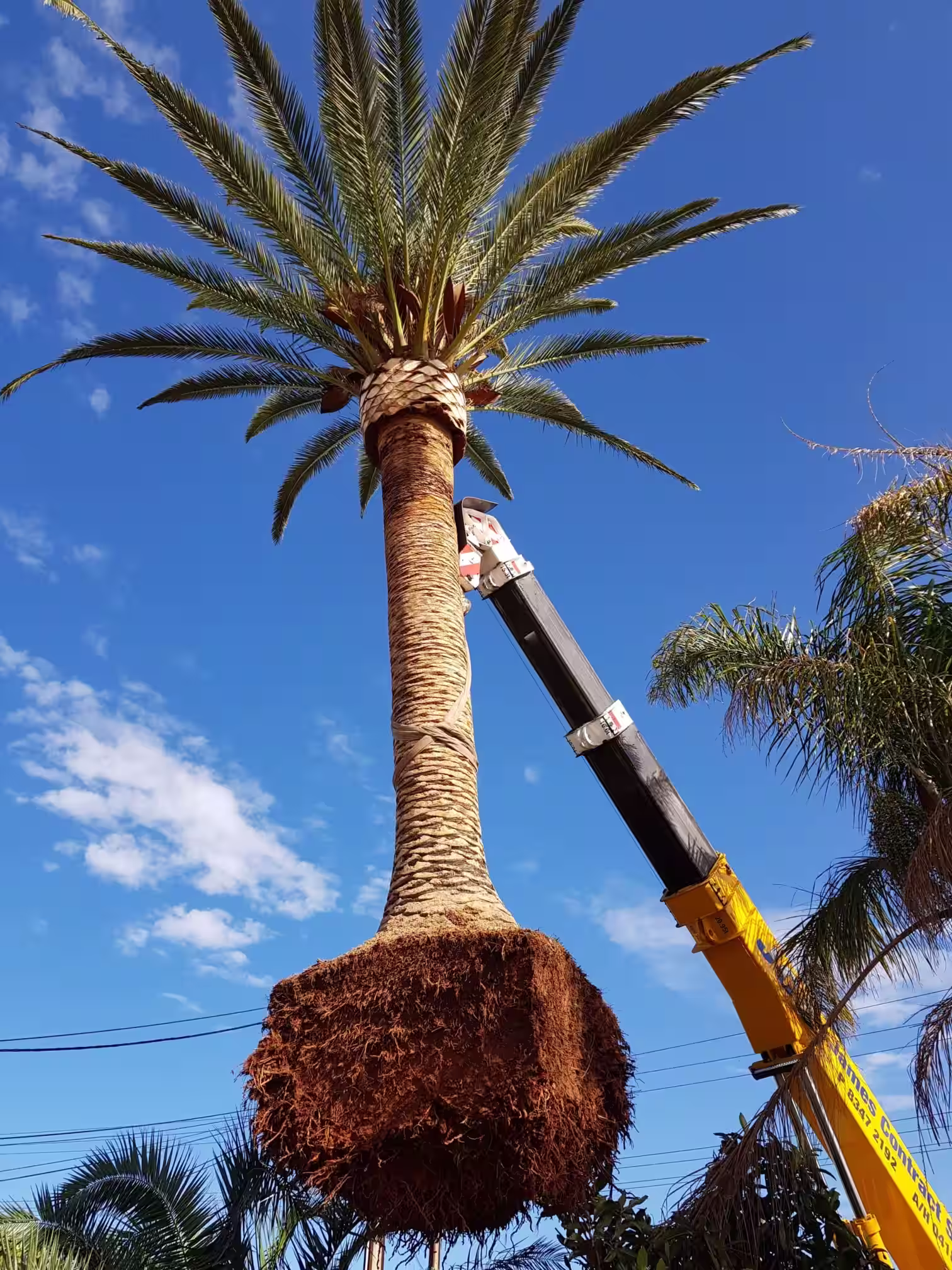 Tree Transplanting