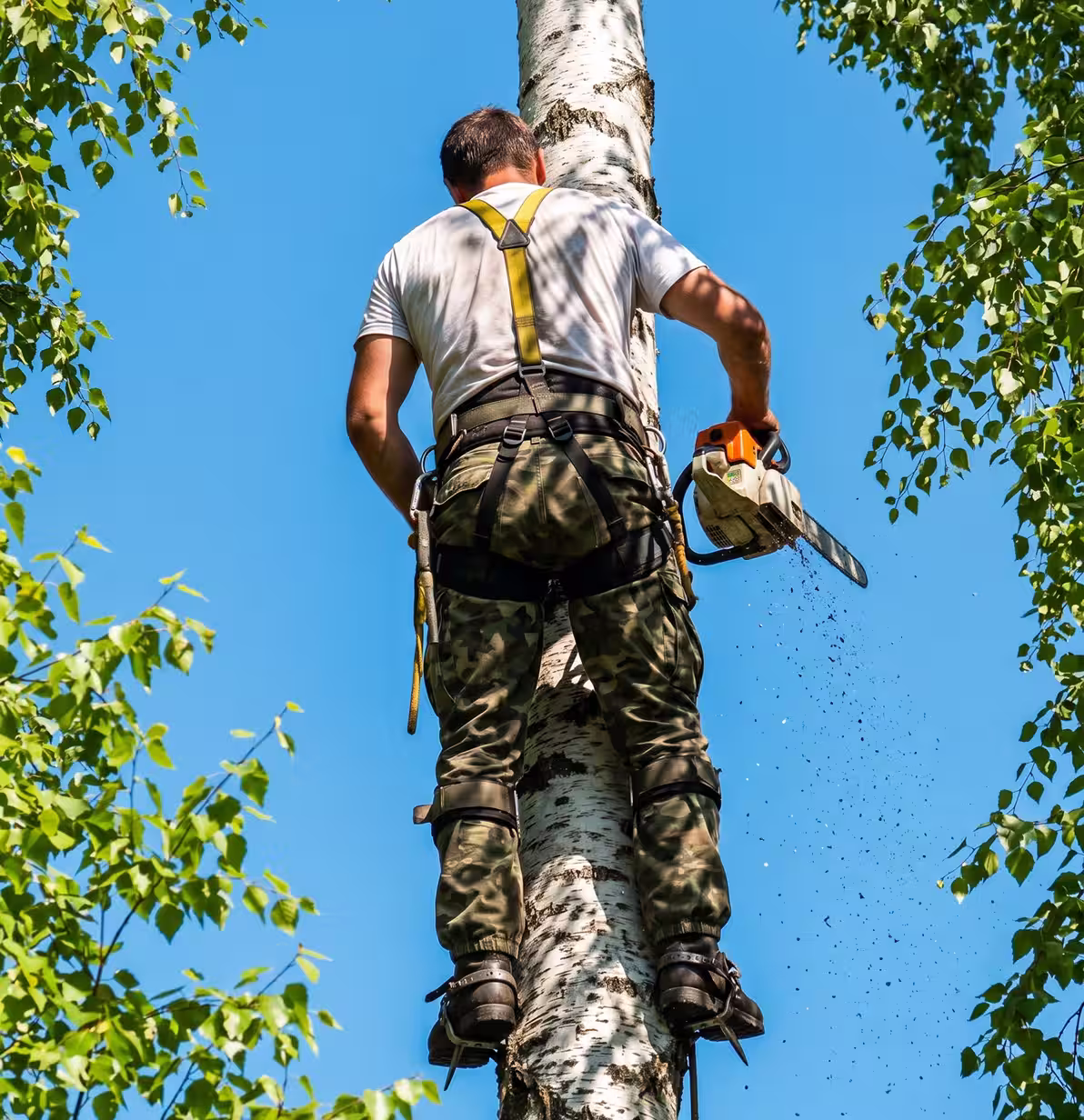 Man in safety gear climbing a tree and cutting branches with a chainsaw on a clear day.