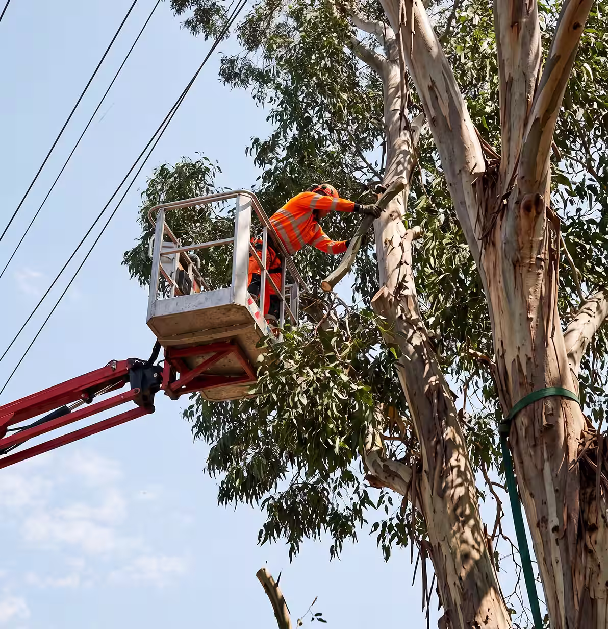 Worker in orange safety gear trimming a tree from a raised platform near power lines.