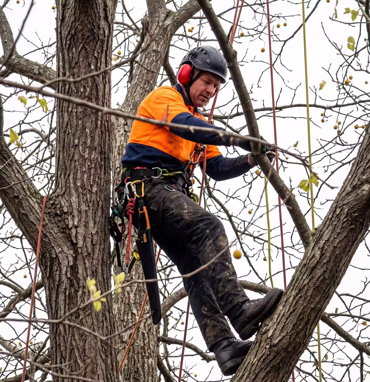 Arborist wearing helmet and safety gear climbing a leafless tree with a handsaw attached to his belt.