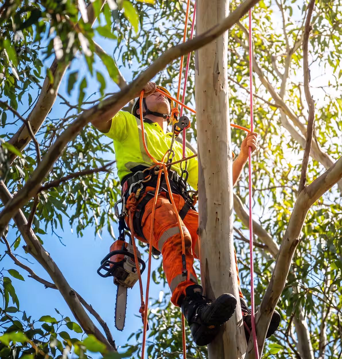 Worker in safety gear climbing tree with orange ropes and a chainsaw hanging from belt.