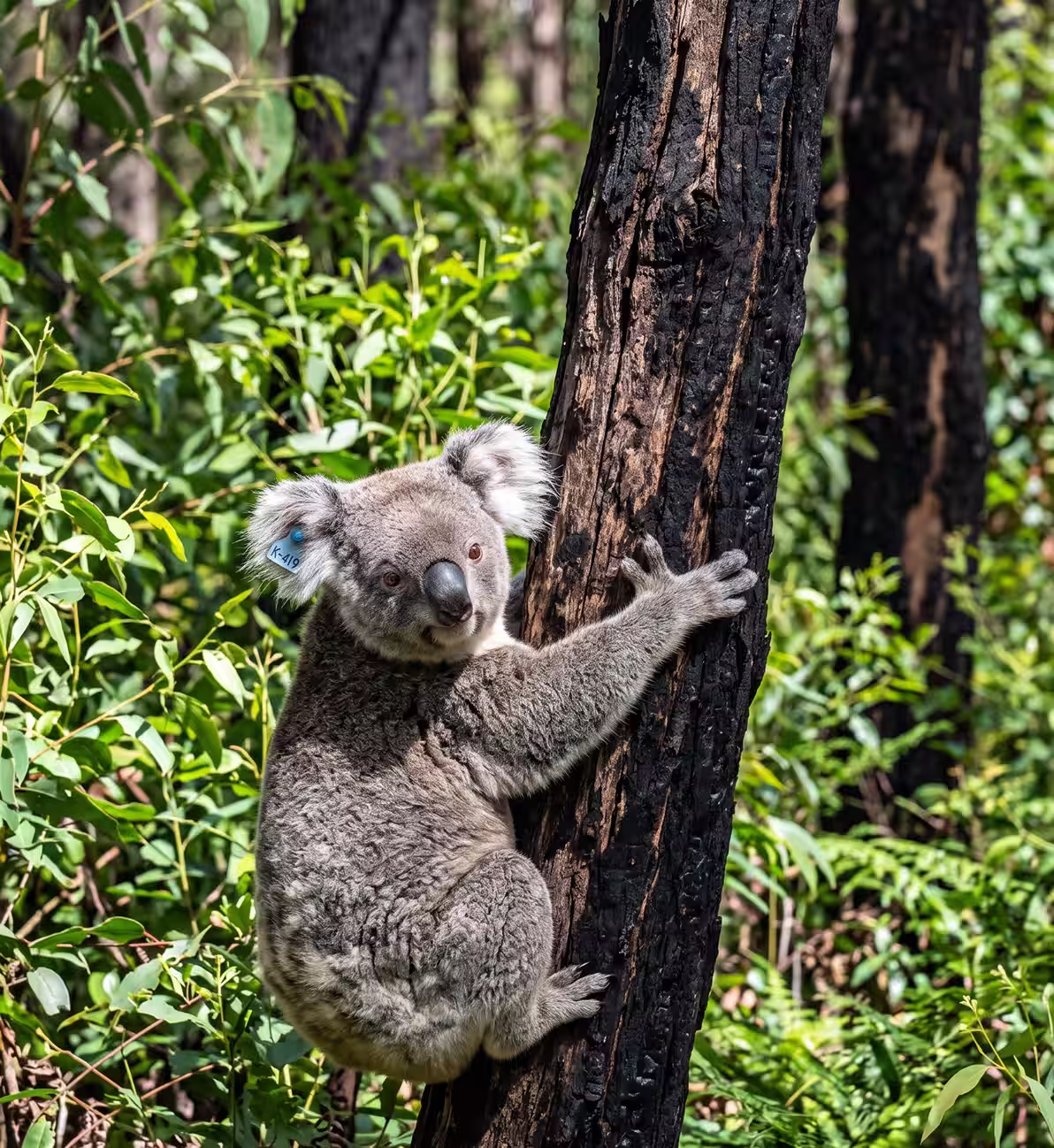 Koala clinging to a burnt tree trunk surrounded by green foliage in a forest.