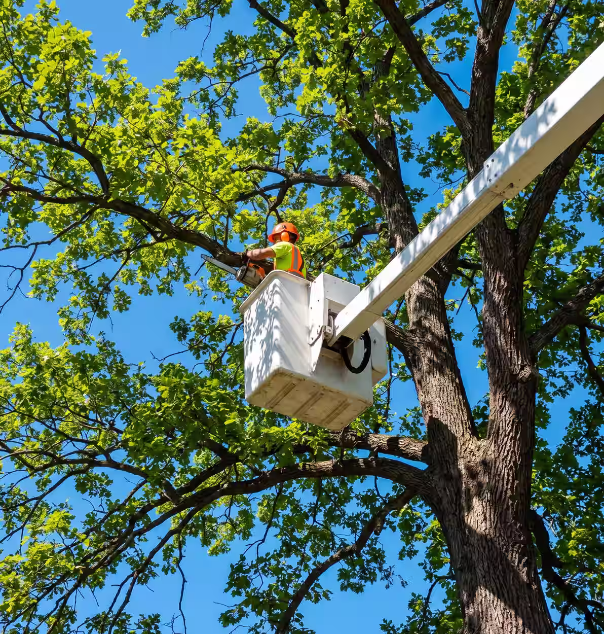 Worker in safety gear trims tree branches using chainsaw from bucket lift on sunny day.