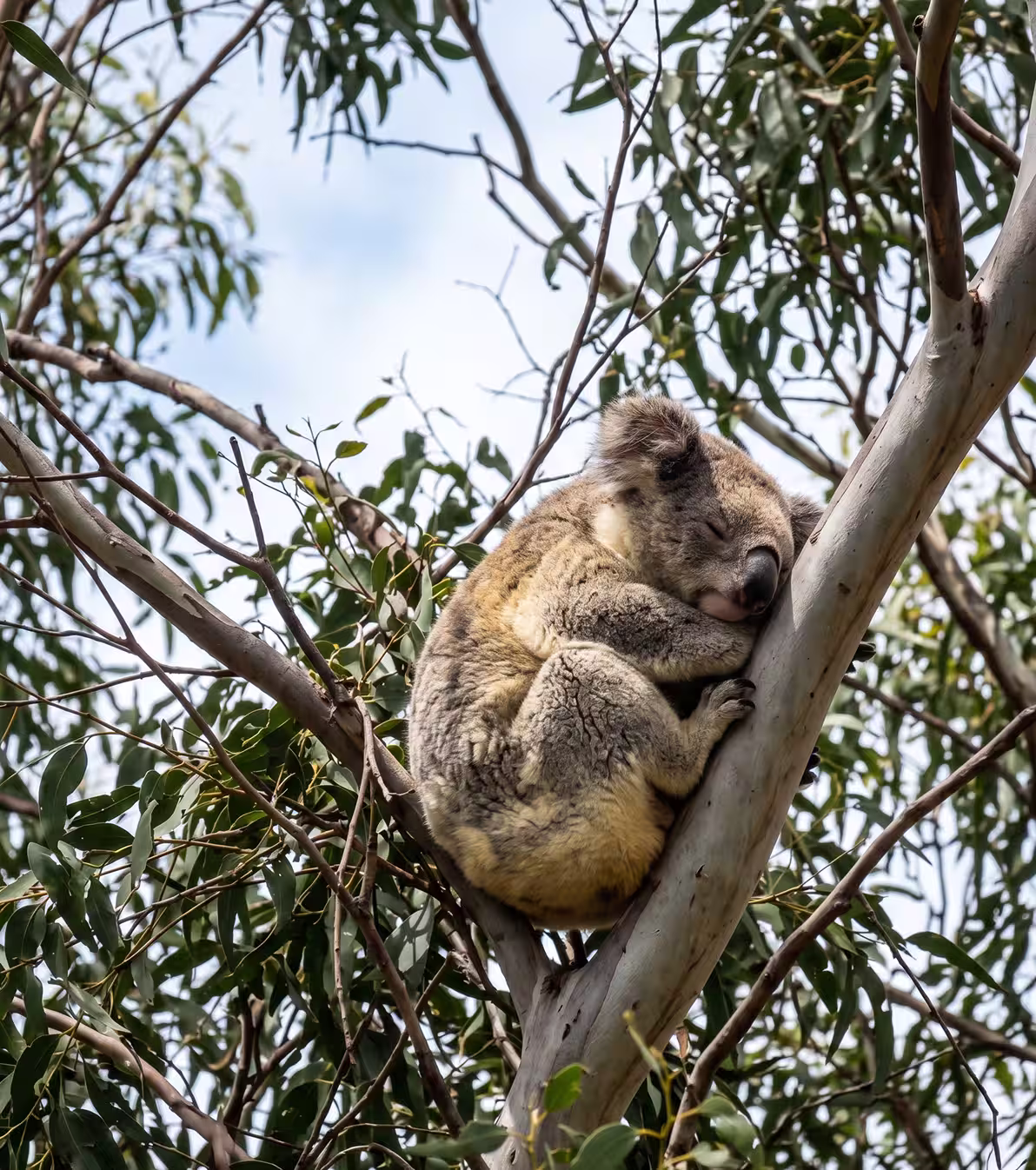 Koala sleeping curled up hugging a tree branch in a eucalyptus tree with green leaves.