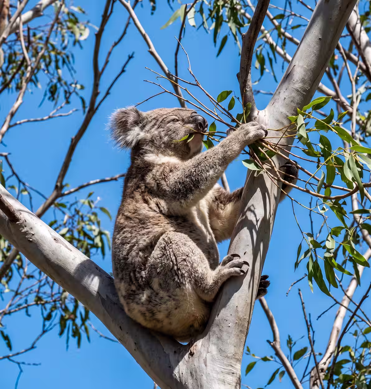 Koala sitting in a eucalyptus tree eating leaves under a clear blue sky.