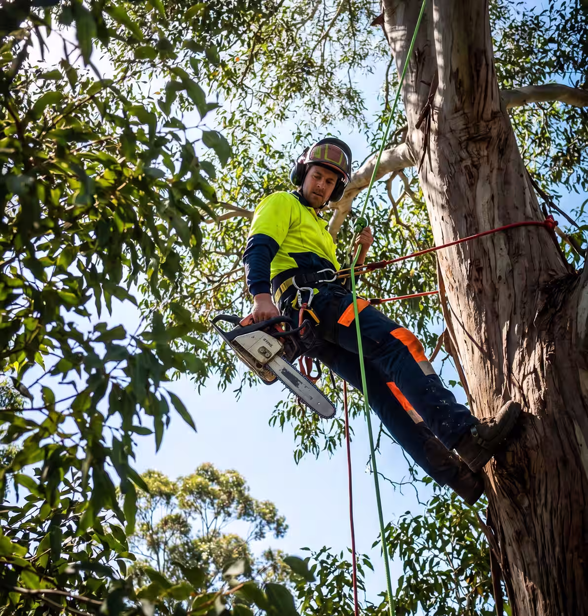 Arborist in safety gear holding a chainsaw while climbing a tree with ropes.