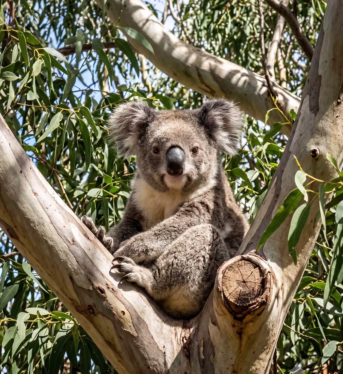 Koala sitting in the fork of a eucalyptus tree surrounded by green leaves on a sunny day.
