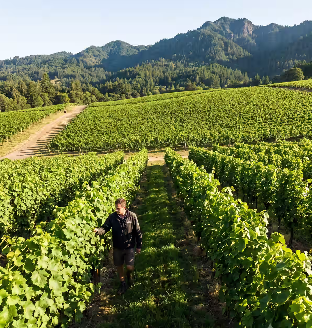 Man walking through a green vineyard with mountain backdrop under clear sky.