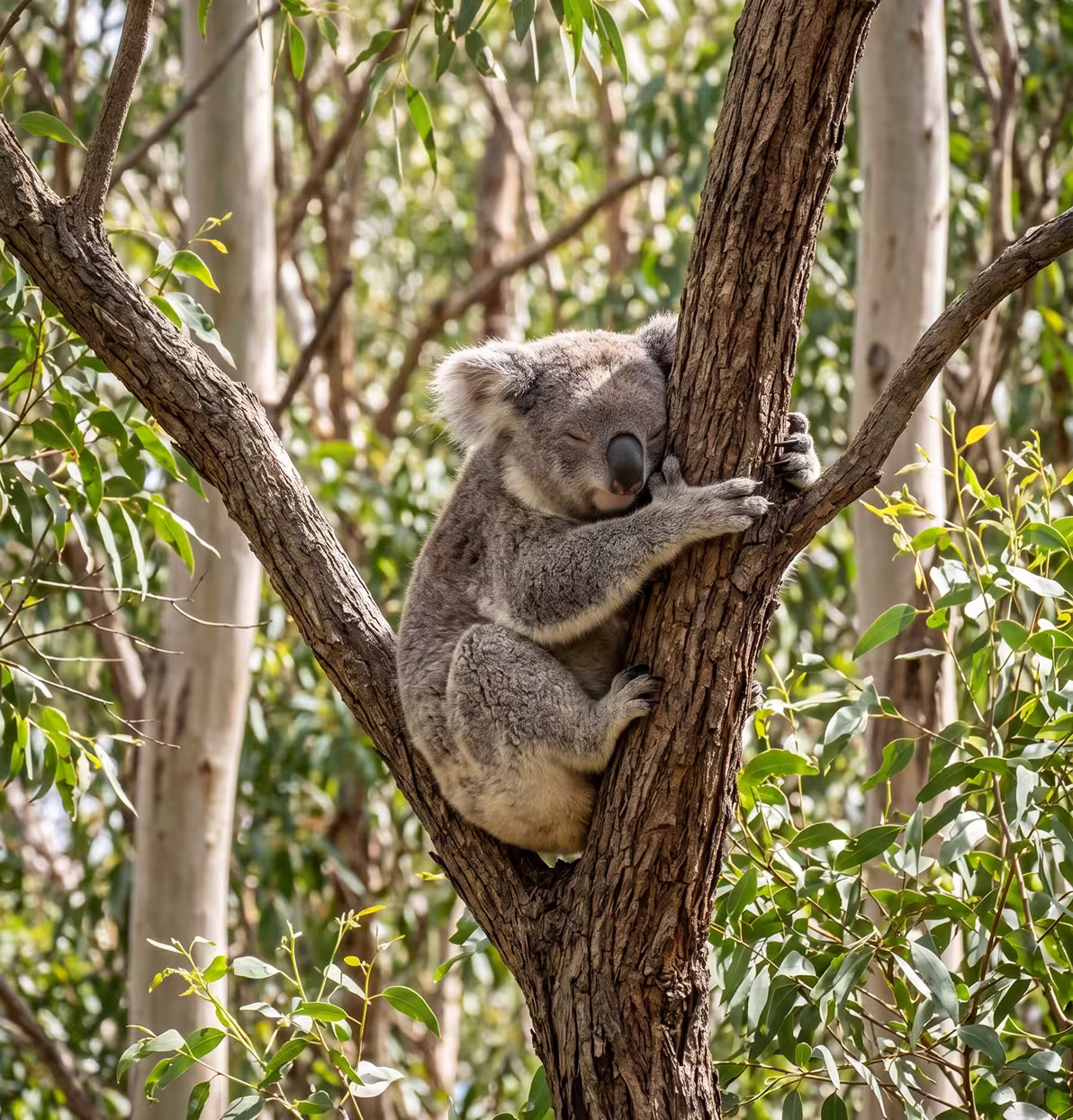 Koala with closed eyes hugging a tree branch surrounded by eucalyptus leaves in daylight.