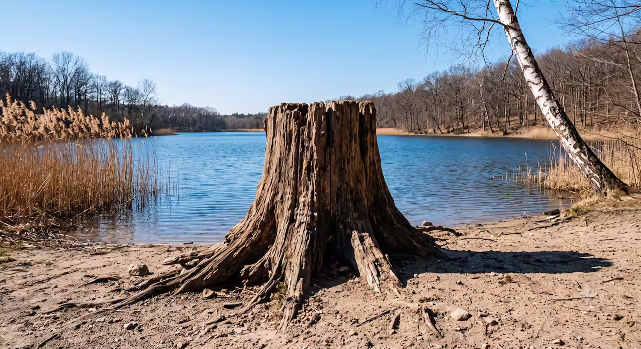 Large tree stump on sandy shore by a blue lake with bare trees and a leaning birch nearby.