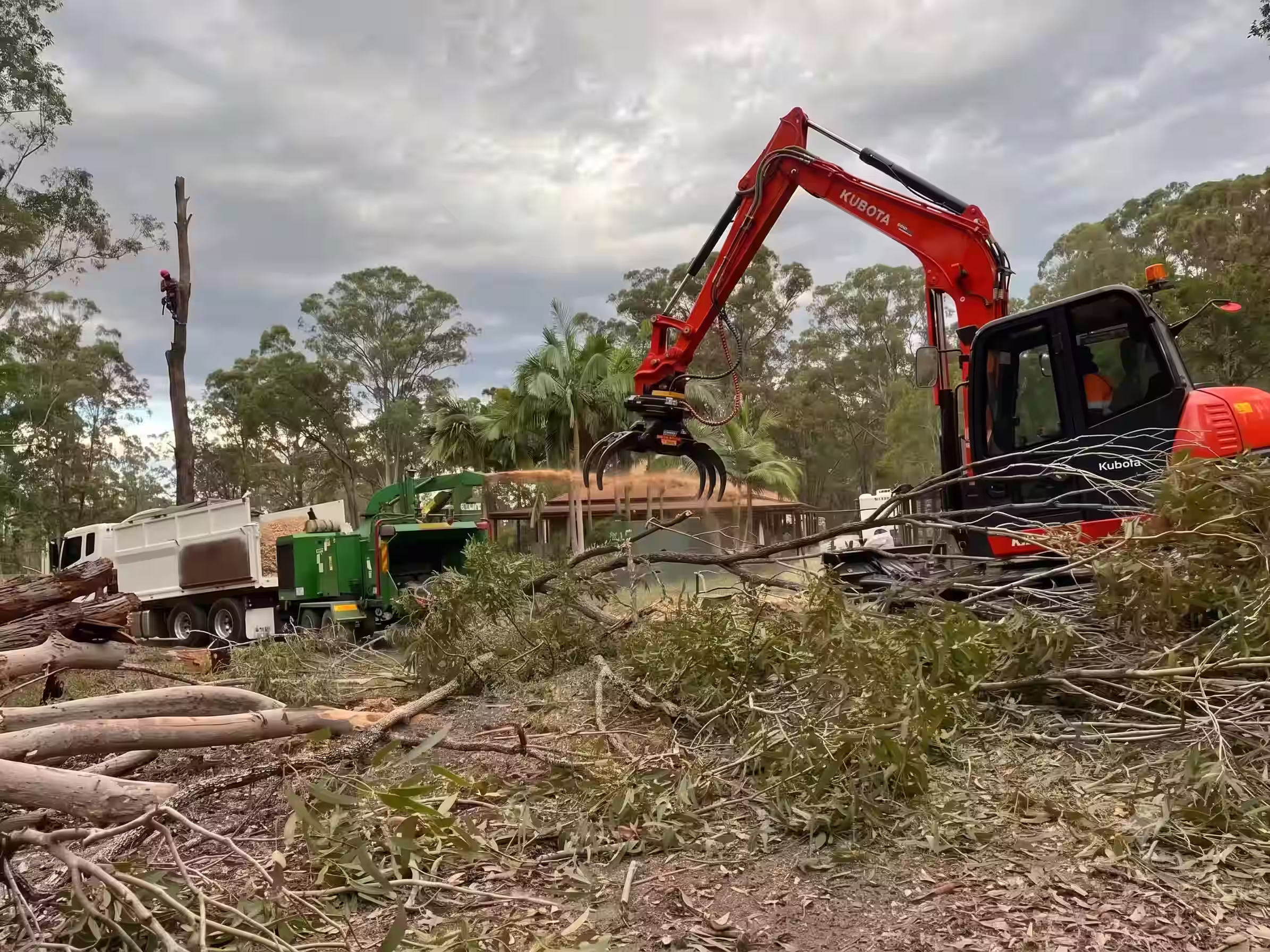 Tree cutting site with a worker climbing a tall tree, a log loader, and a wood chipper by a truck.