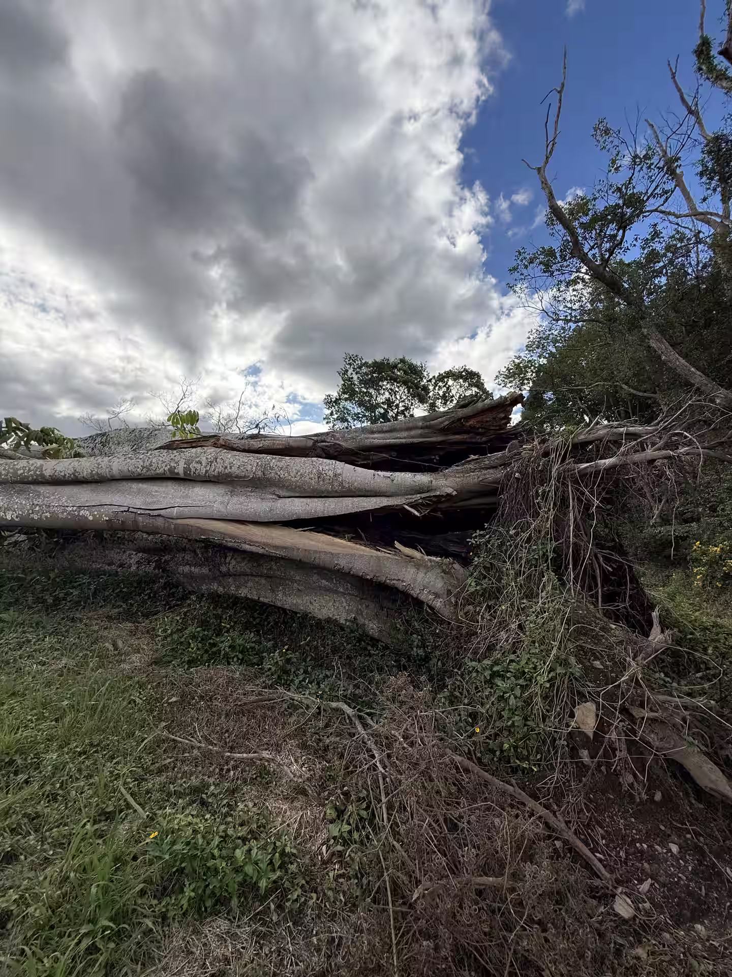 Large fallen tree with exposed roots lying on grassy ground under a cloudy sky.