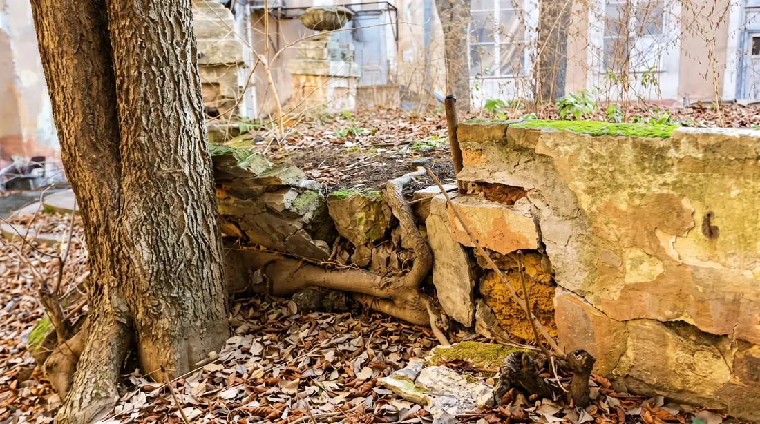 Tree trunk and roots intertwined with crumbling stone wall covered with moss and surrounded by dry leaves.