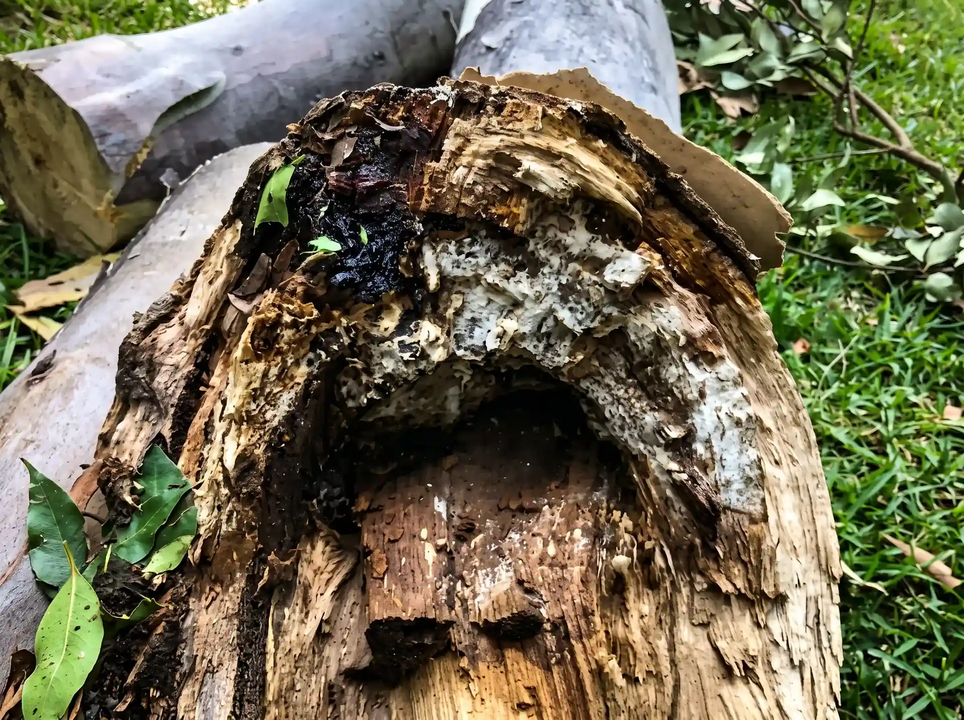 Close-up of a hollowed-out, decaying log with white fungal growth inside the cavity, fallen leaves and grass in the background.