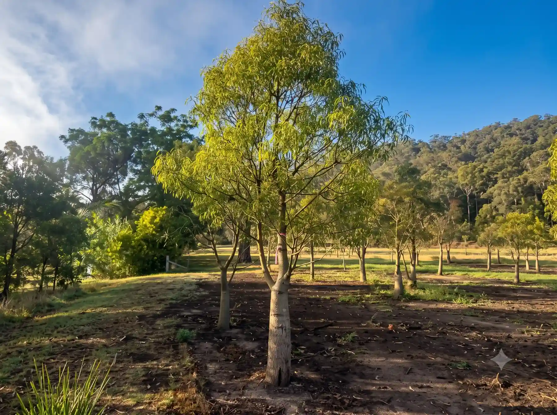 A young tree with light green foliage stands in a cleared dirt planting area, with a row of similarly planted young trees and a forested hillside in the background under a blue sky.