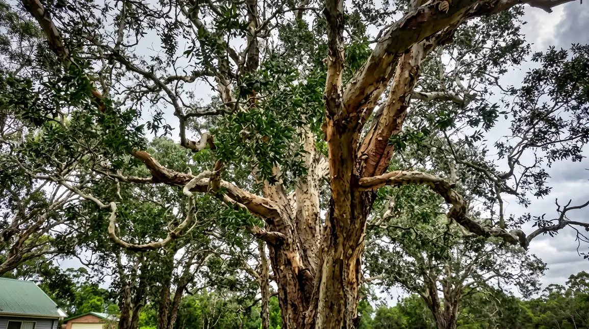 Wide view looking up into the sprawling branches and mottled bark of a large mature gum tree.