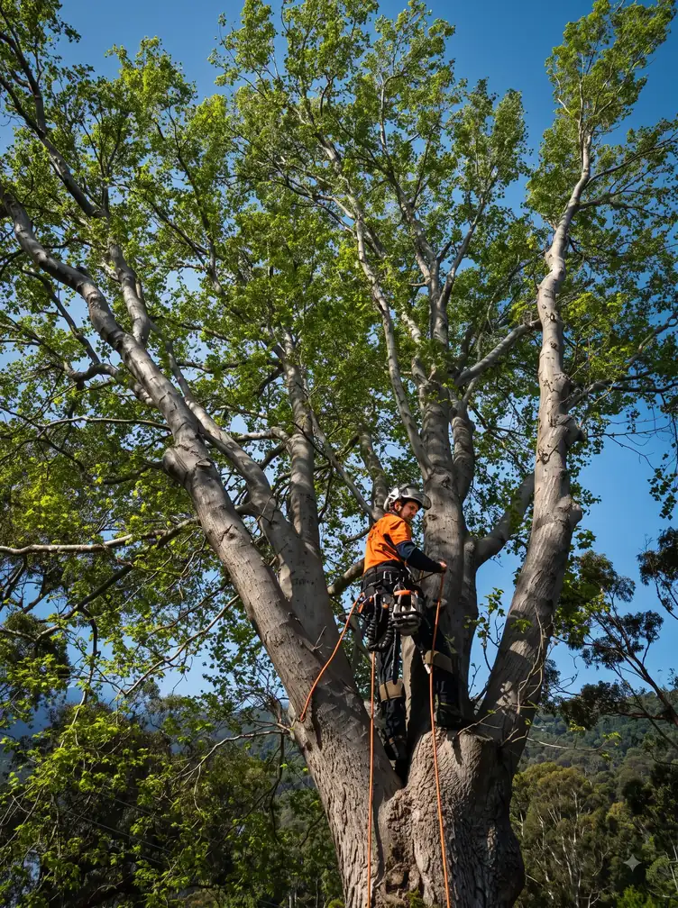 Arborist standing in the fork of a tall tree, secured with climbing ropes, surrounded by green canopy.