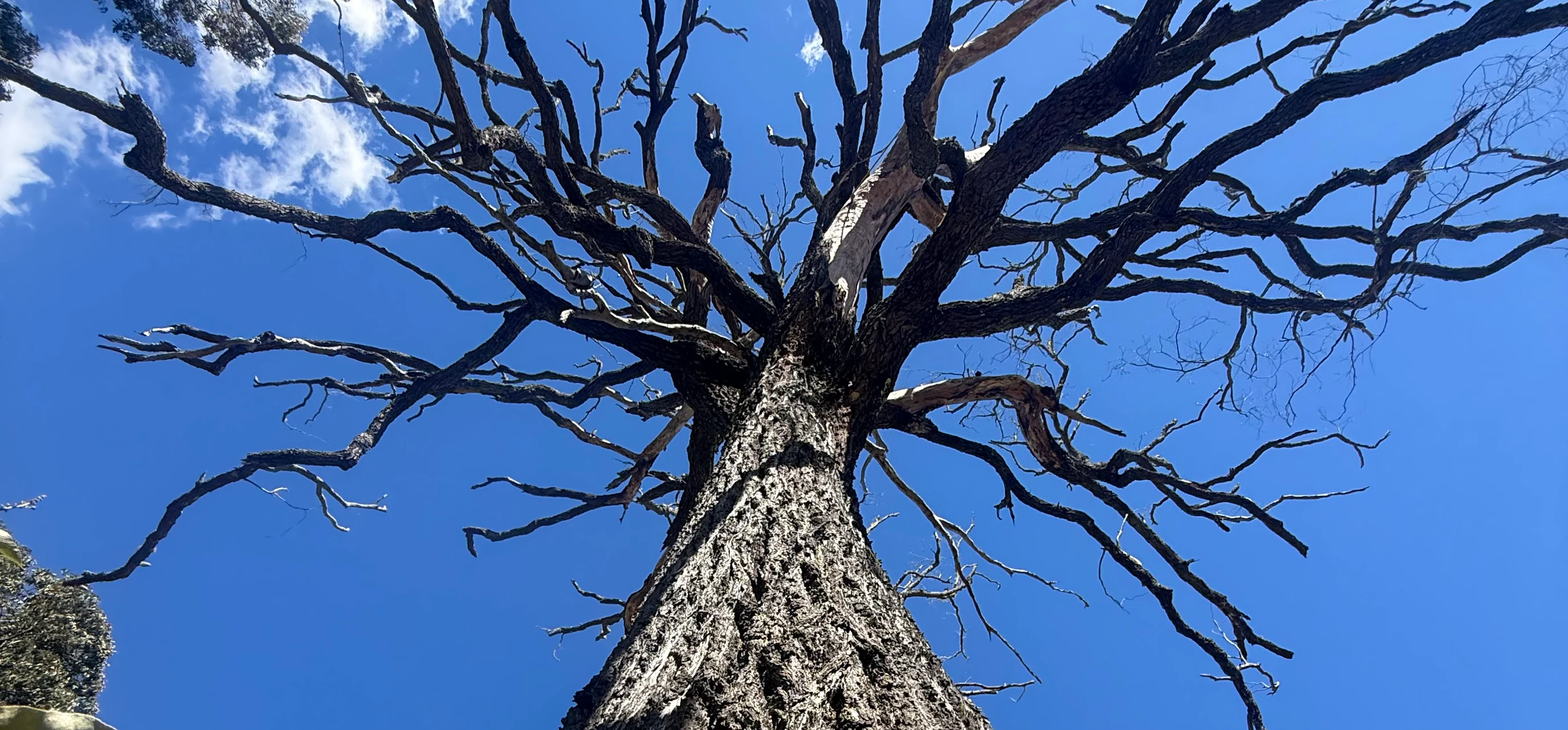Do You Need Council Approval to Remove a Tree on the Mid Coast?