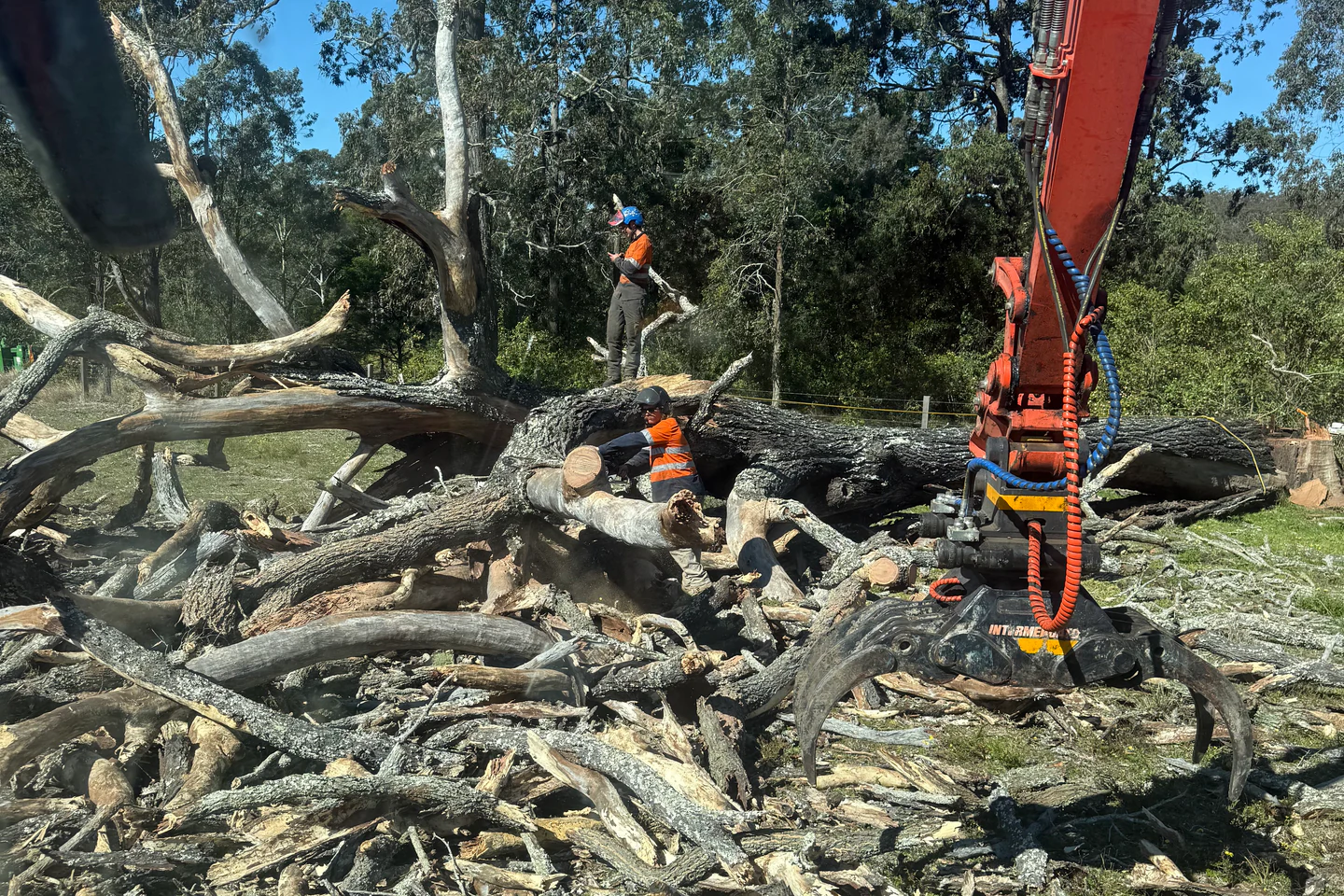 Arborist and excavator with rotating grapple processing a large felled dead Ironbark at Firefly, NSW.