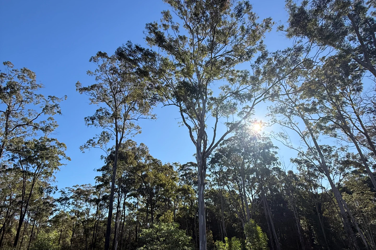 Tall trees overhanging a home's garden and fence line, the kind of property risk a fully insured arborist manages.