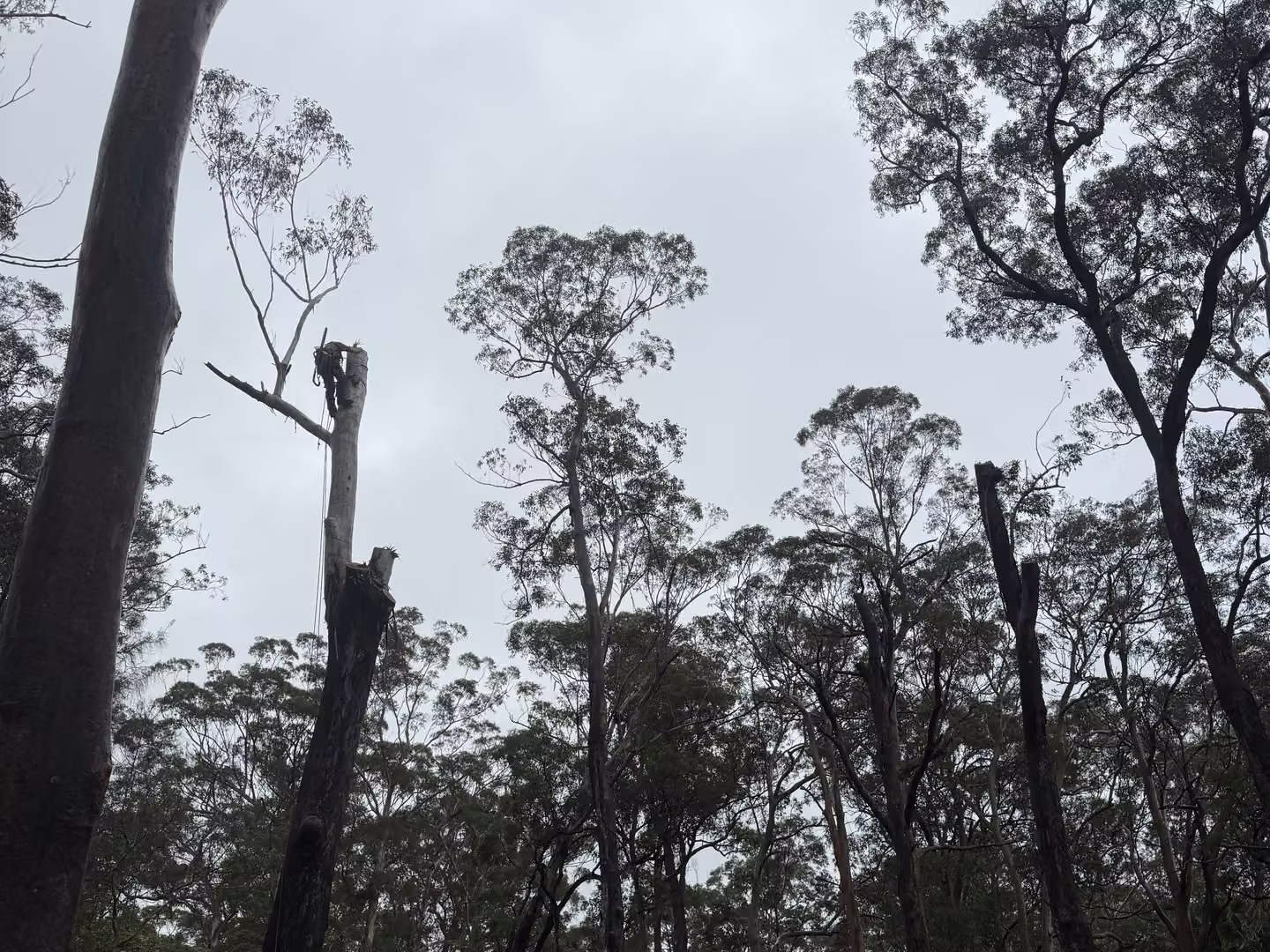Arborist climbing a tall dead trunk to dismantle it among coastal gums.